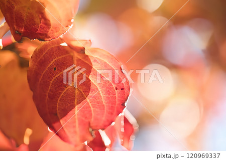 紅葉したカツラの葉 120969337