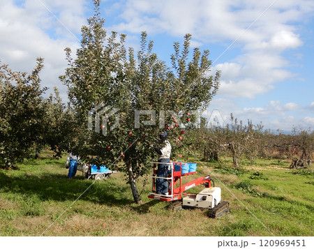 長野県小布施町で見た高所クレーンでのりんご収穫作業 120969451