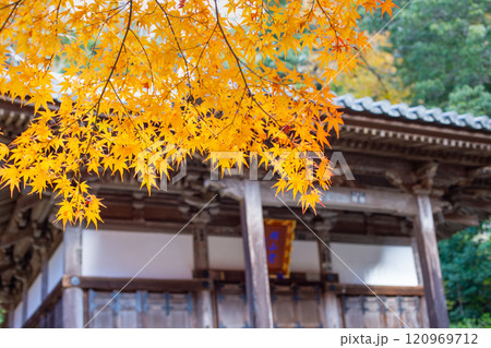兵庫県三木市にある大谷山 大谿寺 伽耶院（だいけいじきゃらいん）境内の紅葉が見頃の開山堂 120969712