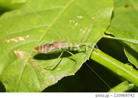 オオクモヘリカメムシ 120969742