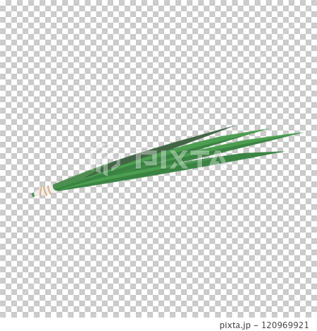 端午の節句に使う菖蒲のベクターイラスト 端午の節句に使う菖蒲のベクターイラスト 120969921