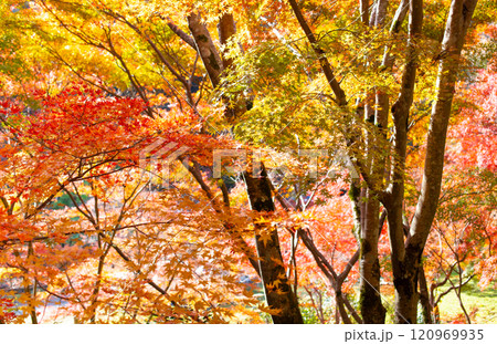 兵庫県三木市にある大谷山 大谿寺 伽耶院（だいけいじきゃらいん）境内の紅葉 120969935