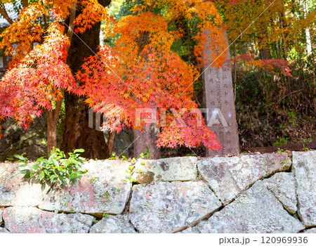 兵庫県三木市にある大谷山 大谿寺 伽耶院（だいけいじきゃらいん）境内の紅葉 120969936