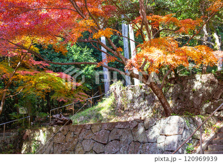 兵庫県三木市にある大谷山 大谿寺 伽耶院（だいけいじきゃらいん）境内の紅葉 120969939