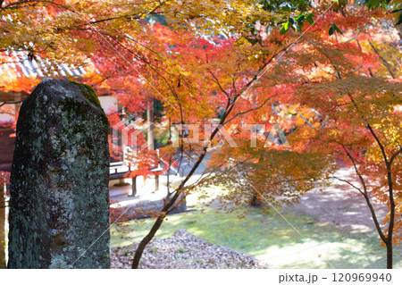 兵庫県三木市にある大谷山 大谿寺 伽耶院（だいけいじきゃらいん）境内の紅葉 120969940