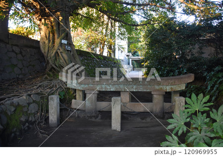 鹿児島県・桜島の黒神神社埋没鳥居とアコウの木 鹿児島県・桜島の黒神神社埋没鳥居とアコウの木 120969955
