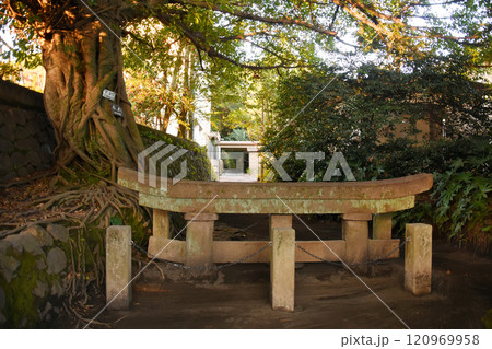 鹿児島県・桜島の黒神神社埋没鳥居とアコウの木 120969958