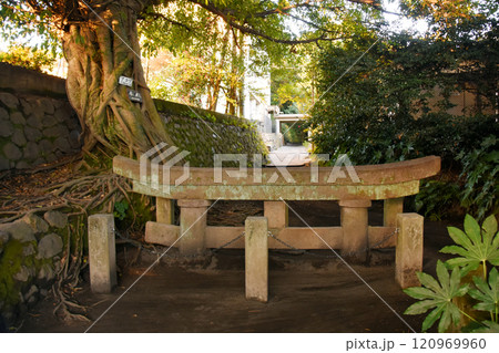 鹿児島県・桜島の黒神神社埋没鳥居とアコウの木 120969960