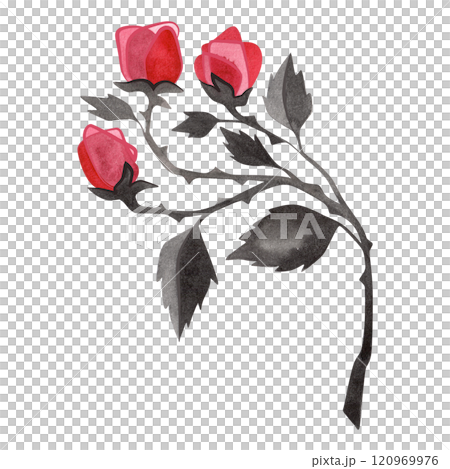 Branch of pink roses with black leaves. Isolated watercolor illustration for postcard, sticker, notebook, t-shirt. Branch of pink roses with black leaves. Isolated watercolor illustration for postcard, sticker, notebook, t-shirt. 120969976