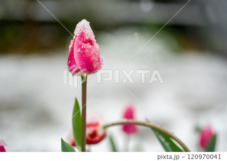 大雪の日のチューリップ 120970041
