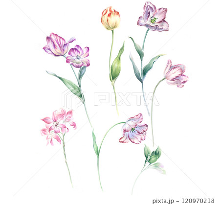 Creative Watercolor & Oil Illustrations of Curly Motifs and Flowers 120970218