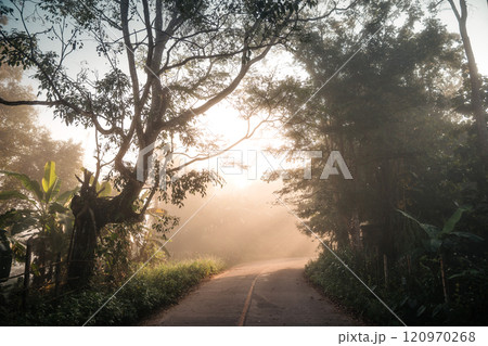 Road and trees along the road in the morning fog 120970268