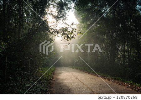 Road and trees along the road in the morning fog Road and trees along the road in the morning fog 120970269