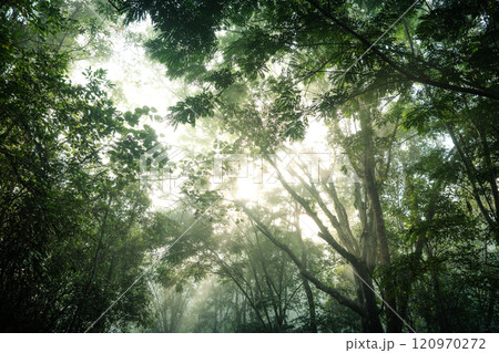 Trees and leaves with morning fog from below. 120970272