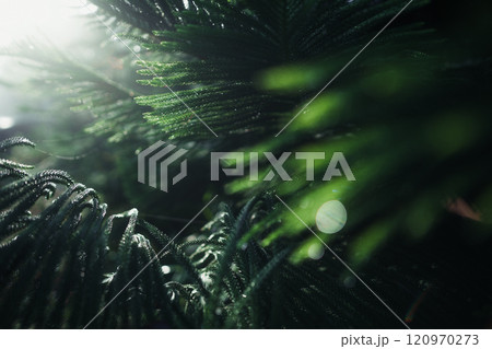 Close-up of rain drops on a pine tree branch,Pine needles and water drops in the morning 120970273