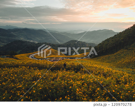 Mountains and fields of yellow flowers in the evening Mountains and fields of yellow flowers in the evening 120970278
