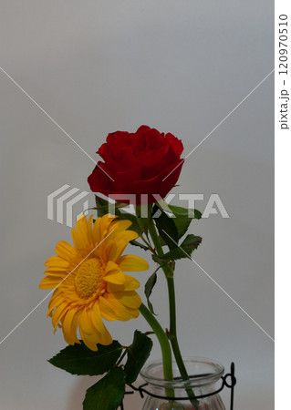 白背景の赤い花と黄色い花のアップ 白背景の赤い花と黄色い花のアップ 120970510