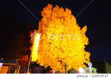 熊野大社　大銀杏　紅葉　黄葉　ライトアップ　南陽市 120970517