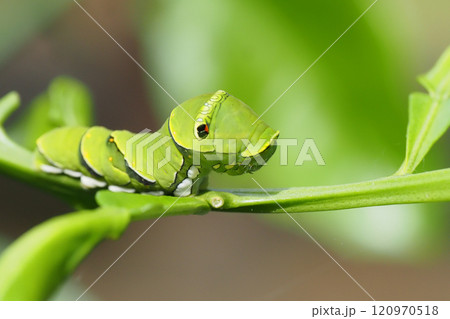 ナミアゲハ（アゲハ）の終齢幼虫 120970518