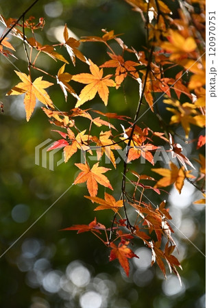 紅葉の枝 紅葉の枝 120970751