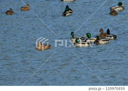 水面を泳ぐマガモの群れ 水面を泳ぐマガモの群れ 120970850