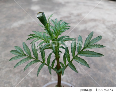 marigold bud eaten by monkey. Damage marigold flowers from the monkey 120970873