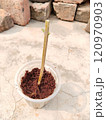 marigold cuttings planted in Coco peat to make root cuttings in a disposal glass 120970903