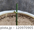 Rose plant branch planted in Bucket 120970905