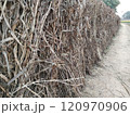 millet plant standing on bricks road for drying in village of India. Straw from the pearl millet plant. After harvest farmers will use it as animal feed, compost for agriculture. 120970906