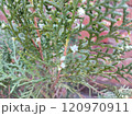 Oriental Arbor-Vitae or Platycladus orientalis green leaves for nature background. Also known as Morpankh in India. Arborvitae seeds 120970911