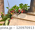 Giloy (English: Tinospora cardifolia) has a multivariate vine. Its leaves are like betel leaves. It is known by many names in Ayurveda, such as Amrita.  common names gurjo, heart-leaved moonseed, 120970913