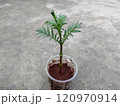 marigold cuttings planted in Coco peat to make root cuttings in a disposal glass 120970914