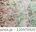 Green grass in the garden. 120970920
