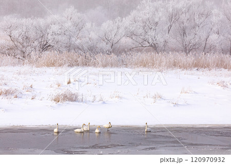 北海道千歳市、真冬の旧長都沼に群れるオオハクチョウ【1月】 120970932