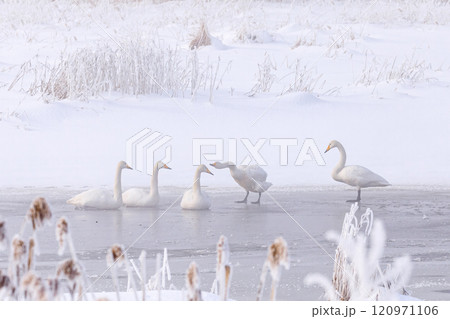 北海道千歳市、真冬の旧長都沼に群れるオオハクチョウ【1月】 120971106