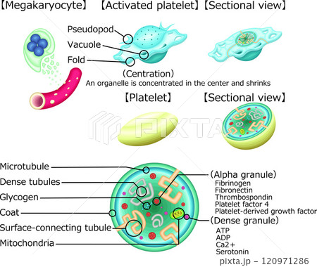 血小板　活性化血小板　構造　イラスト　英語 120971286
