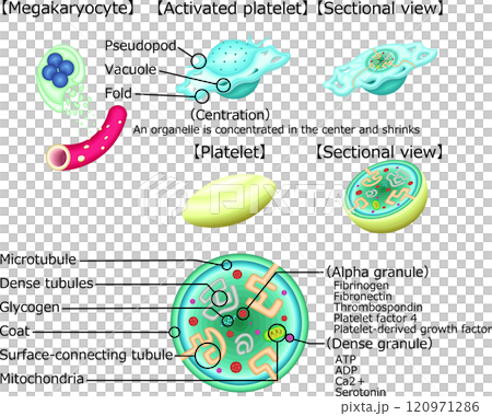 血小板活化血小板結構圖解英文 120971286