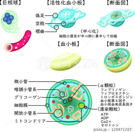 血小板　活性化血小板　構造　イラスト　日本語 120971287