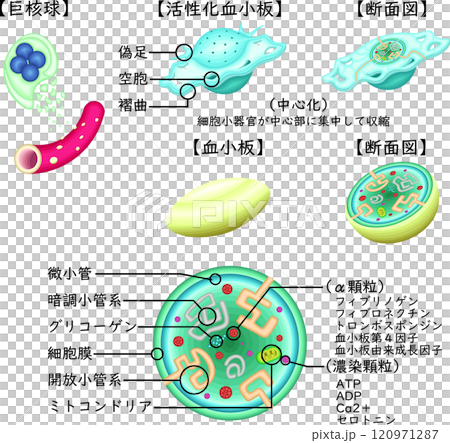 血小板活化血小板結構圖日語 120971287