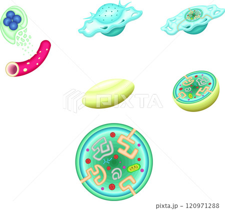 血小板　活性化血小板　構造　イラスト 120971288