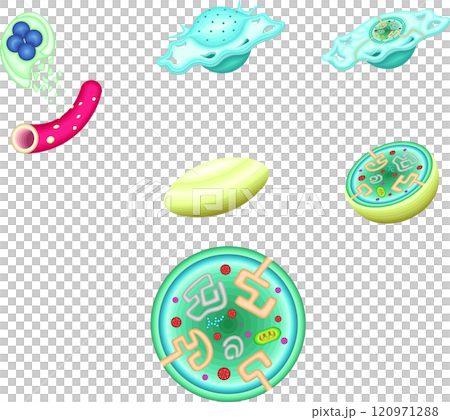血小板　活性化血小板　構造　イラスト 120971288