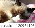White brown ragdoll cat sleeps on blanket on sunny day. Home life of pet 120971496