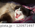 White and brown ragdoll cat yawns on blanket on sunny day. Pink tongue and nose are beautiful. Pet home life 120971497