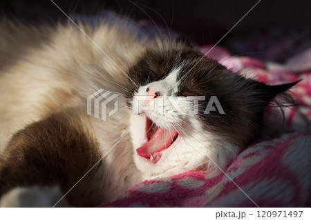 White and brown ragdoll cat yawns on blanket on sunny day. Pink tongue and nose are beautiful. Pet home life White and brown ragdoll cat yawns on blanket on sunny day. Pink tongue and nose are beautiful. Pet home life 120971497
