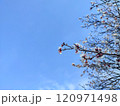 Branches of blossoming cherry, sakura with buds with soft focus on gentle light blue sky background. Beautiful floral spring abstract nature background. Beginning of flowering. For Easter and spring 120971498