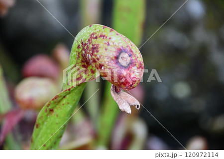 ダーリングトニア(蛇のような見た目の食虫植物) ダーリングトニア(蛇のような見た目の食虫植物) 120972114