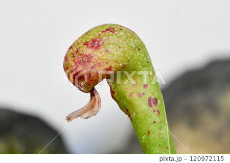 ダーリングトニア(蛇のような見た目の食虫植物) ダーリングトニア(蛇のような見た目の食虫植物) 120972115