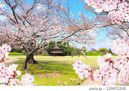 Blooming sakura trees in Koishikawa Korakuen garden, Okayama, Japan. Japanese hanami festival. Cherry blossoming season in Japan. Beautiful nature spring scene with a branch of blooming sakura 120972208