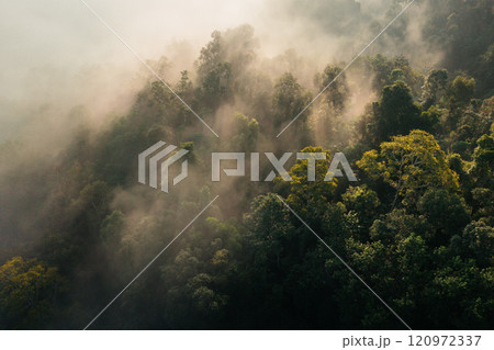 Aerial view of forest and summer morning fog Aerial view of forest and summer morning fog 120972337