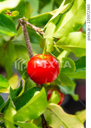 Red cherries hanging on the tree 120972360